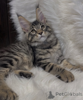 Photo №2 to announcement № 163669 for the sale of maine coon - buy in Germany breeder