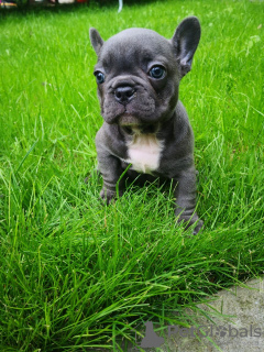 Photo №1. french bulldog - for sale in the city of Paris | Is free | Announcement № 8473