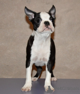 Additional photos: Boston terrier puppies for sale