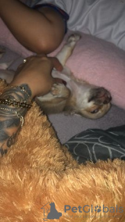Photo №2 to announcement № 130384 for the sale of chihuahua - buy in Germany private announcement, from nursery