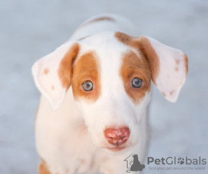 Additional photos: Podenco Ibicenco puppies.