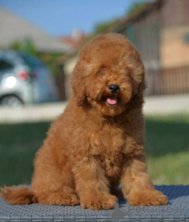 Photo №4. I will sell poodle (dwarf) in the city of MLADENOVAC.  - price - negotiated