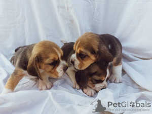 Additional photos: beagle