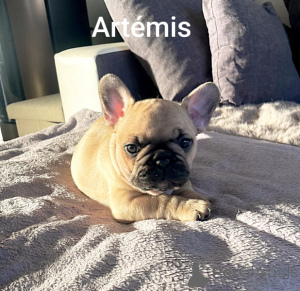 Photo №2 to announcement № 161867 for the sale of french bulldog - buy in Belgium private announcement
