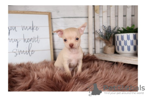 Photo №3. Chihuahua puppies with outstanding personalities set to go now. United States