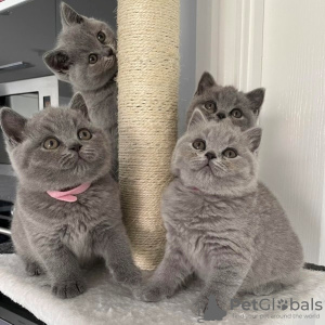 Photo №1. british shorthair - for sale in the city of Paris | negotiated | Announcement № 96261