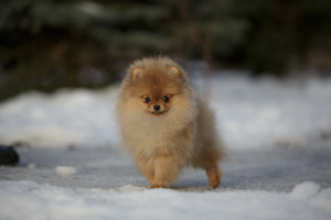 Photo №3. Pomeranian Spitz. Russian Federation