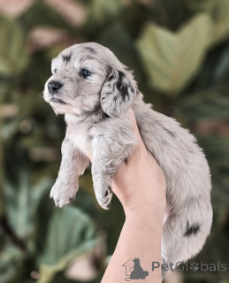 Photo №2 to announcement № 155451 for the sale of dachshund - buy in Denmark private announcement