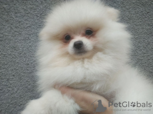 Additional photos: Spitz Pomeranian