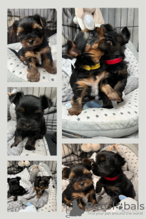 Additional photos: Miniature yorkie-boys