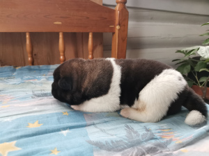 Photo №1. american akita - for sale in the city of Anapa | 792$ | Announcement № 5113