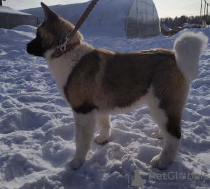 Photo №3. American Akita Puppies. Russian Federation