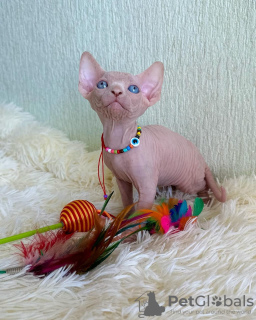 Photo №1. sphynx cat - for sale in the city of Флорида Сити | 220$ | Announcement № 43820