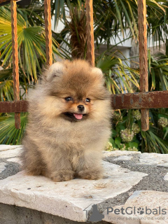 Photo №1. pomeranian - for sale in the city of Split | 1057$ | Announcement № 61332