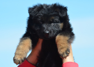 Photo №2 to announcement № 6673 for the sale of german shepherd - buy in Ukraine from nursery