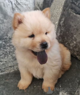 Photo №1. chow chow - for sale in the city of Lidköping | 877$ | Announcement № 168264