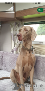Photo №4. I will sell weimaraner in the city of Thisted.  - price - 350$