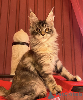 Photo №1. maine coon - for sale in the city of Baden Baden | 1022$ | Announcement № 163671
