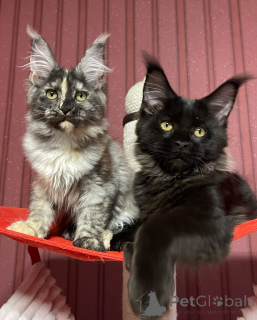 Photo №4. I will sell maine coon in the city of City of London. breeder - price - negotiated