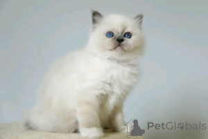 Photo №2 to announcement № 176170 for the sale of birman - buy in Luxembourg 