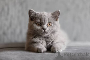 Photo №3. GCCF & TICA British Shorthair Kittens. United Kingdom