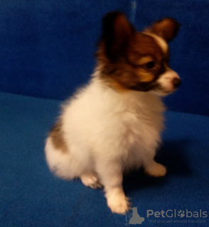 Photo №4. I will sell papillon dog in the city of Dnipro. breeder - price - 900$