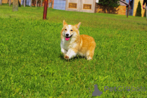 Photo №1. welsh corgi - for sale in the city of Bačka Topola | 1318$ | Announcement № 141162