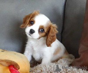 Photo №1. cavalier king charles spaniel - for sale in the city of Berlin | 264$ | Announcement № 117319