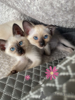 Photo №3. Adorable Seal Point Siamese Kittens Bright Blue Eyes & Sweet Temperament. Netherlands