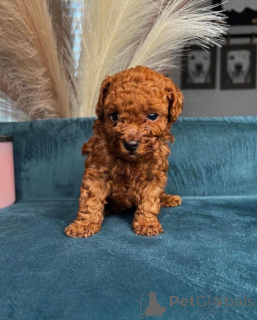 Photo №1. poodle (toy) - for sale in the city of Amsterdam | 495$ | Announcement № 160452