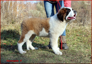 Photo №3. Puppies of St. Bernard are born. 3 boys and 5 girls are waiting for the reserve. Russian Federation