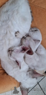 Photo №2 to announcement № 160346 for the sale of devon rex - buy in Germany breeder