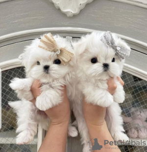 Photo №1. maltese dog - for sale in the city of Kassel | negotiated | Announcement № 48906