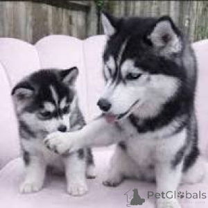 Photo №1. siberian husky - for sale in the city of Vienna | 800$ | Announcement № 165434