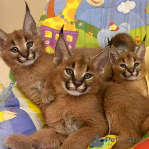 Additional photos: Caracal and Serval kittens available