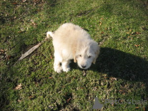 Photo №2 to announcement № 125856 for the sale of non-pedigree dogs - buy in United States breeder