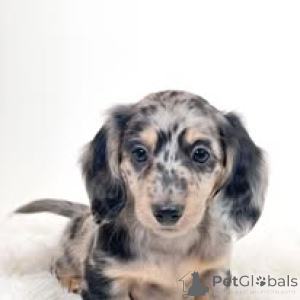 Photo №3. Teckelpuppy's te koop. Netherlands