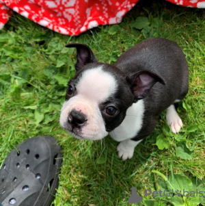 Photo №3. Adorable Boston Terrier Puppies for free adoption. Germany