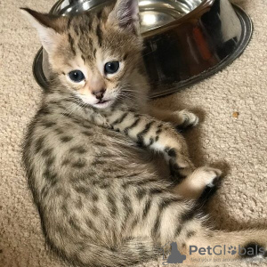 Photo №1. savannah cat - for sale in the city of Barendrecht | 380$ | Announcement № 13834