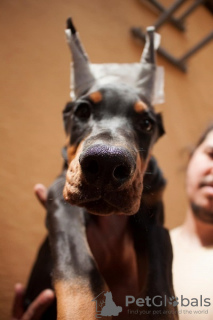 Additional photos: Doberman puppies