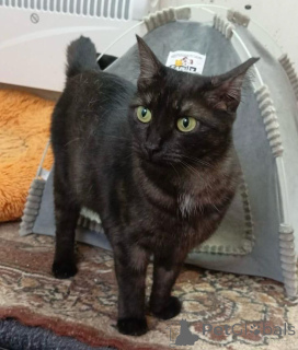 Photo №4. I will sell  in the city of Moscow river. private announcement - price - Is free