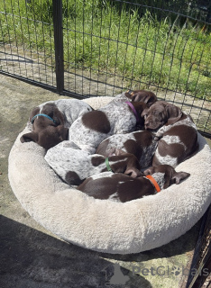 Photo №1. german shorthaired pointer - for sale in the city of Gottskär | negotiated | Announcement № 169700