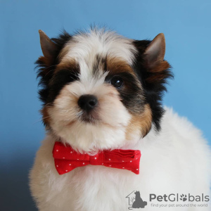 Photo №4. I will sell beaver yorkshire terrier in the city of Minsk.  - price - negotiated