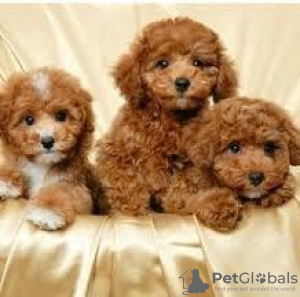 Photo №1. poodle (toy) - for sale in the city of Bosanska Krupa | 300$ | Announcement № 63495