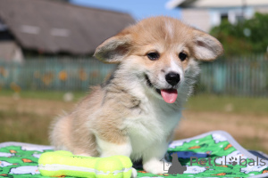 Photo №3. Pembroke Welsh Corgi girl. Belarus