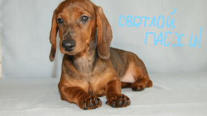 Photo №3. Standard smooth-haired dachshund puppies for sale. Russian Federation