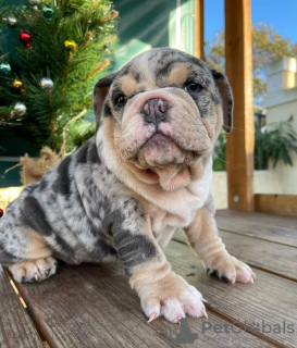 Photo №4. I will sell english bulldog in the city of Wyoming.  - price - 300$