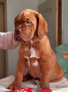 Photo №2 to announcement № 17984 for the sale of dogue de bordeaux - buy in Russian Federation from nursery