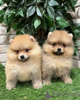 Photo №2 to announcement № 30281 for the sale of pomeranian - buy in Latvia private announcement