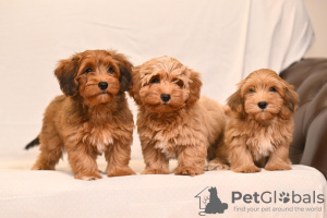 Photo №1. havanese dog - for sale in the city of Belgrade | negotiated | Announcement № 114036